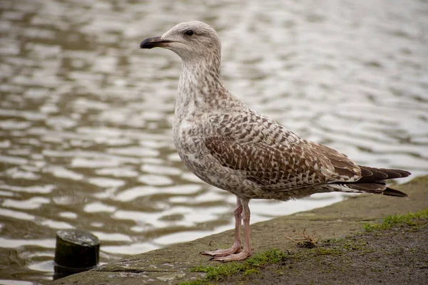 Gros Plan Jeunes Mouettes Sauvages Réflexions Sur Eau — Photo