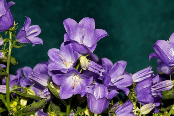 Detaljer Ljusa Vilda Campanula Blommor Med Mörk Bakgrund — Stockfoto