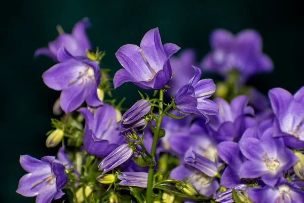 Detalhes Flores Campanula Selvagens Brilhantes Com Fundo Escuro — Fotografia de Stock