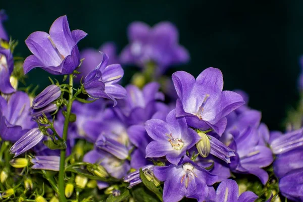 Detalhes Flores Campanula Selvagens Brilhantes Com Fundo Escuro — Fotografia de Stock