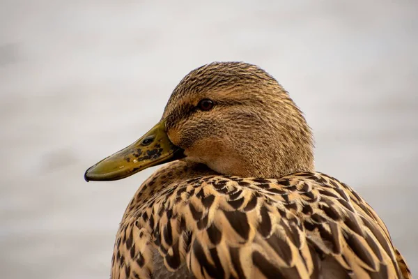 Detalhes Pato Reais Selvagem Reflexões Água — Fotografia de Stock