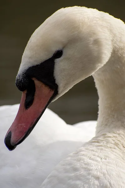 Dettagli Cigno Bianco Selvatico Riflessi Acqua Lago — Foto Stock