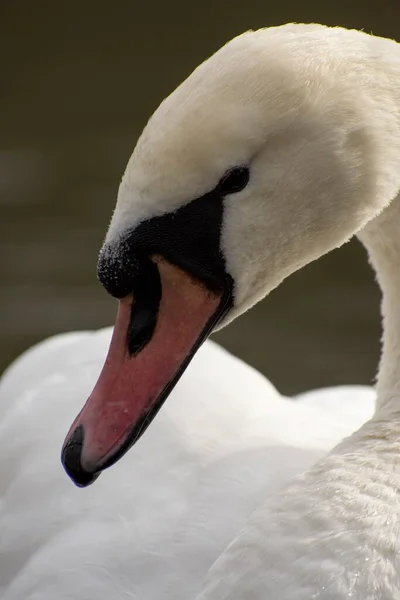 Dettagli Cigno Bianco Selvatico Riflessi Acqua Lago — Foto Stock