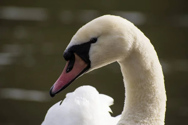 Dettagli Cigno Bianco Selvatico Riflessi Acqua Lago — Foto Stock