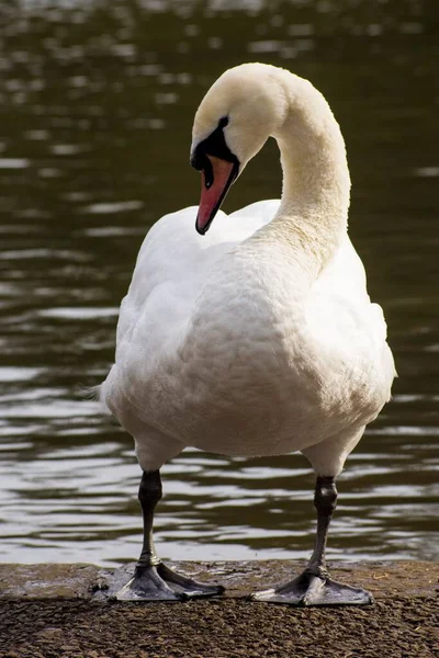 湖からの野生の白い白鳥と水の反射の詳細 — ストック写真