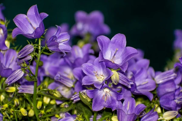 Detaljer Ljusa Vilda Campanula Blommor Med Mörk Bakgrund Stockfoto