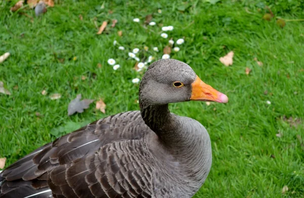 Szürke lúd portré — Stock Fotó