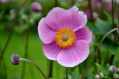 Japon anemon çiçeği