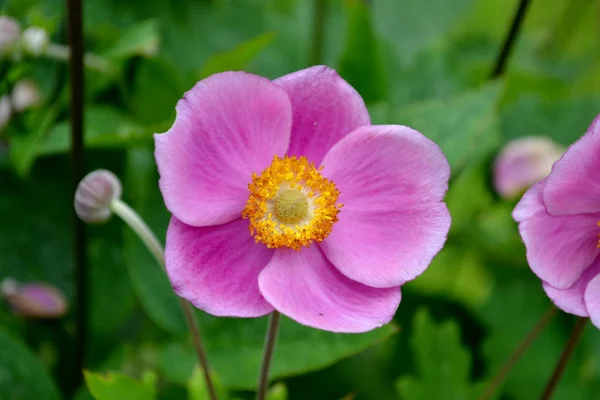 Fiore di anemone giapponese — Foto Stock