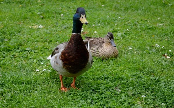 Een mannelijke eend staande — Stockfoto