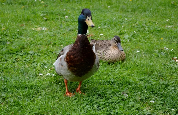 Un pato macho de pie — Foto de Stock