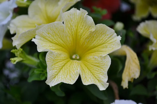 Détail des fleurs de pétunia — Photo