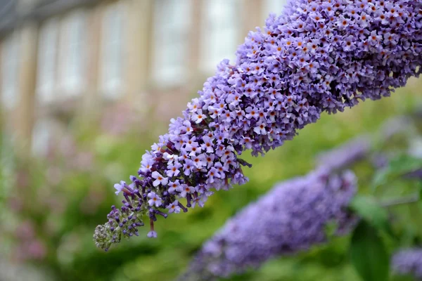 Lila fjäril bush blommor Stockbild