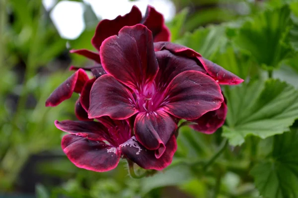 Mörk lila pelargon blommor Royaltyfria Stockfoton