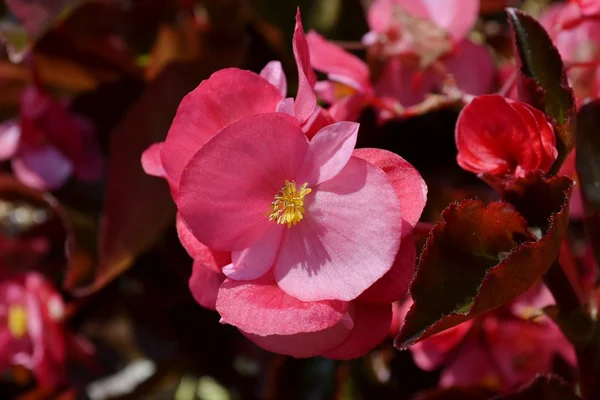 Wachsbegonien-Blüte — Stockfoto