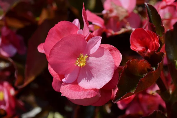 Vax begonia blomma — Stockfoto