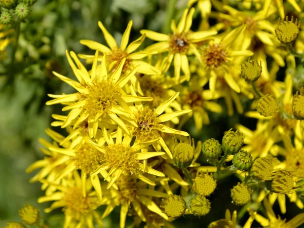 Gouden ragwort bloemen — Stockfoto