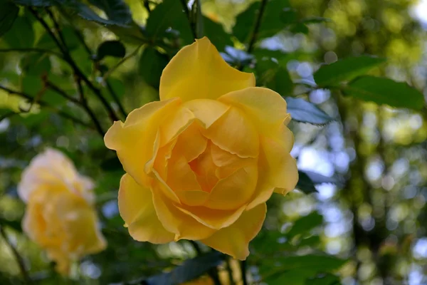 Fresh bright rose — Stock Photo, Image