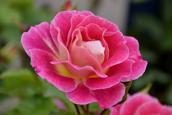 Frische helle Rose — Stockfoto