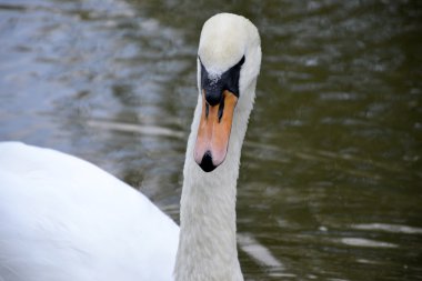Vahşi kuğu portresi