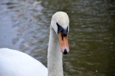 Vahşi kuğu portresi