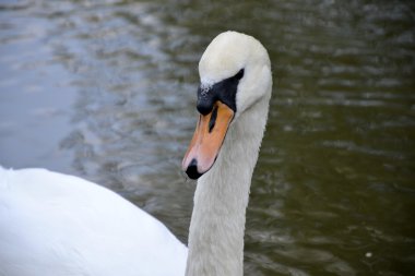 Vahşi kuğu portresi