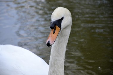 Vahşi kuğu portresi