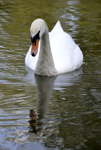 Wild swan porträtt — Stockfoto