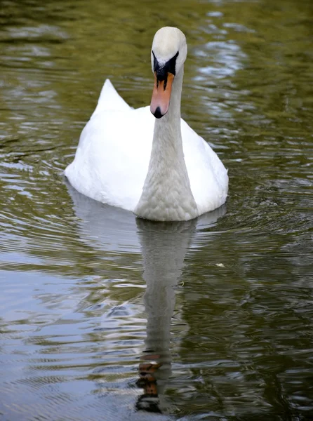 Wild swan porträtt — Stockfoto