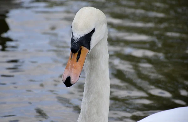 Retrato de cisne selvagem — Fotografia de Stock