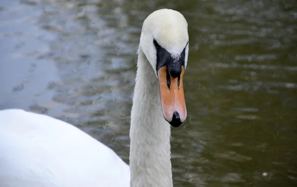 Wild swan portrait — Stock Photo, Image