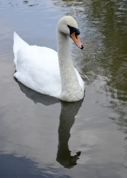 Wild swan porträtt — Stockfoto