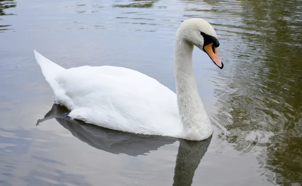 Wilde zwaan portret — Stockfoto