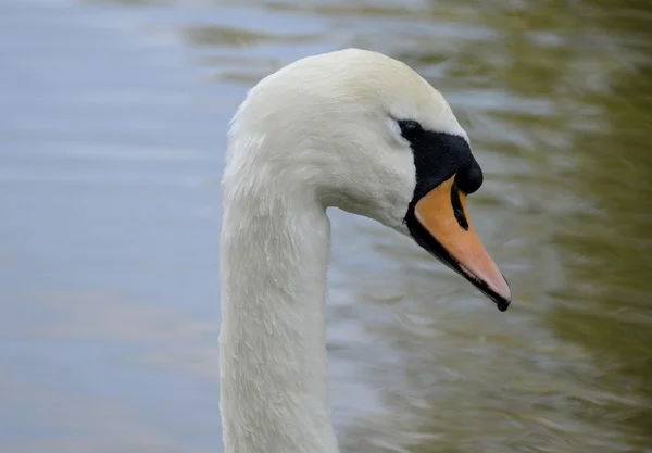 Wild swan porträtt — Stockfoto