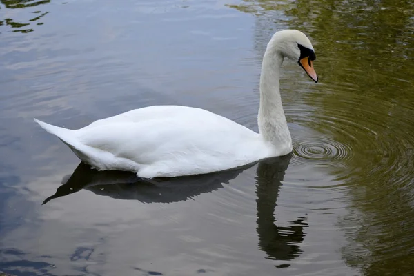 Wild swan portrait — Stock Photo, Image