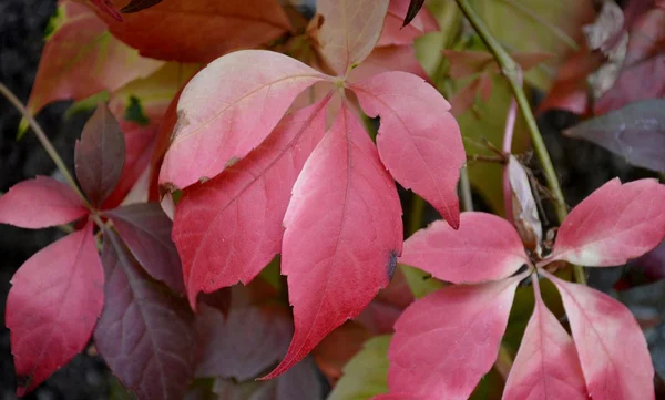 Frunzele roșii din toamnă — Fotografie, imagine de stoc