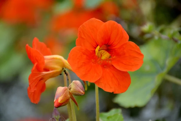 Fleur de nasturtium Images De Stock Libres De Droits