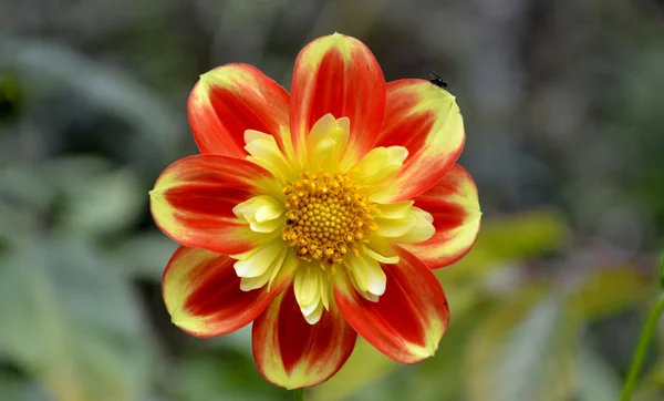 Dahlia flower and leaves Royalty Free Stock Images