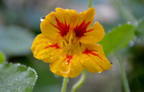 Nasturtium blomma Royaltyfria Stockbilder