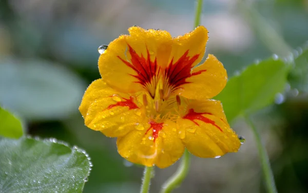 Nasturtium blomma — Stockfoto
