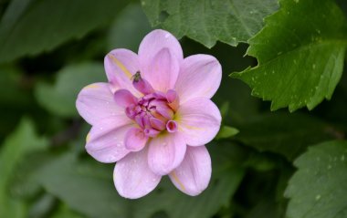 Taze bloomed dahlia çiçeği