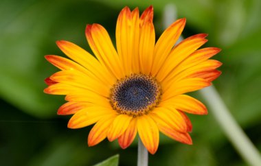 Bloomed taze papatya çiçekler