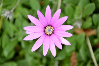 Purple daisy clipart