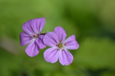 Herb Robert Çiçeği