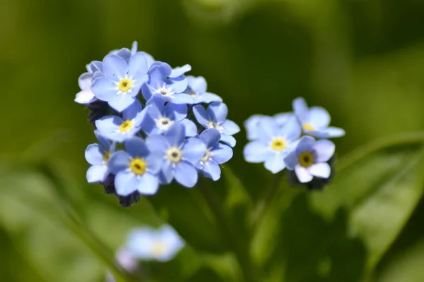 Vergeet me niet bloem — Stockfoto