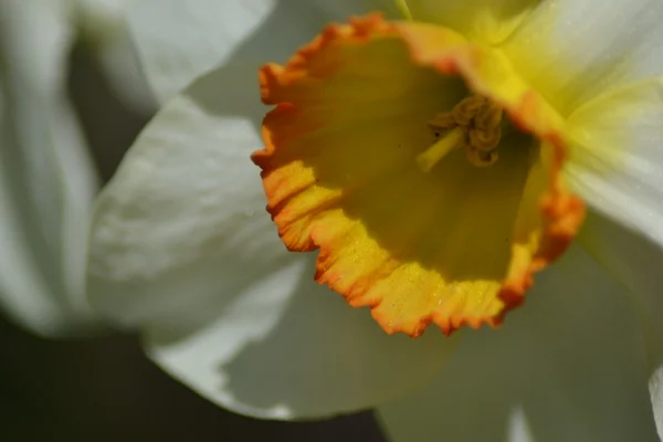 Detalle de cabeza de narciso — Foto de Stock