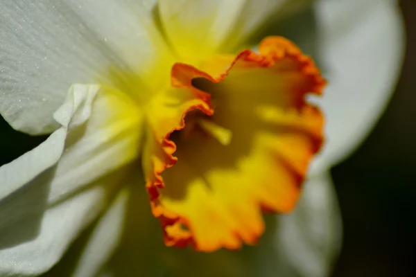 Detail from daffodil head — Stock Photo, Image