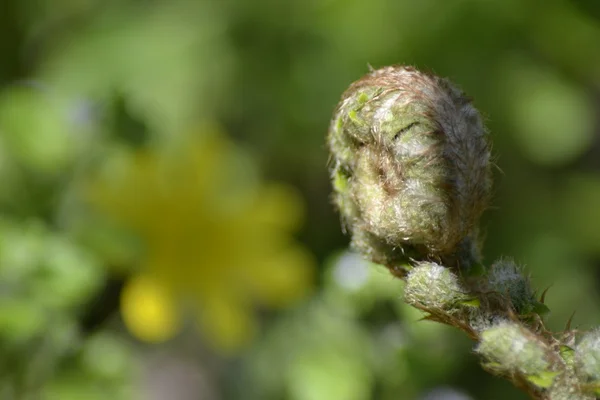 Fern kök — Stok fotoğraf