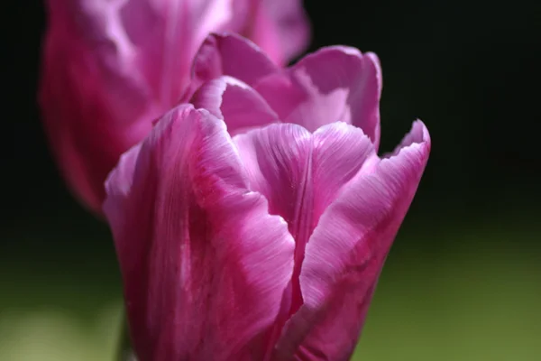 Detalhes de tulipas frescas — Fotografia de Stock