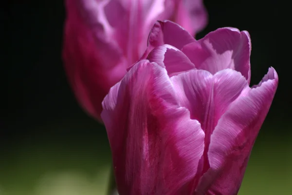 Podrobnosti z čerstvých tulipánů — Stock fotografie